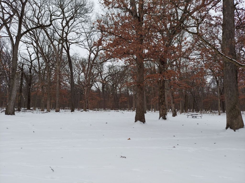 Featured Photo: Winter Weather Special – Snowfall at Schubert’s Woods on Sauk Trail near Steger, Illinois, 2024 I