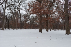 Featured Photo: Winter Weather Special – Snowfall at Schubert’s Woods on Sauk Trail near Steger, Illinois, 2024 I