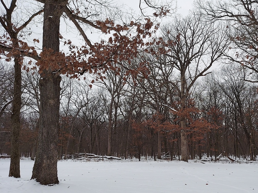 Featured Photo: Winter Weather Special – Snowfall at Schubert’s Woods on Sauk Trail near Steger, Illinois, 2024 III