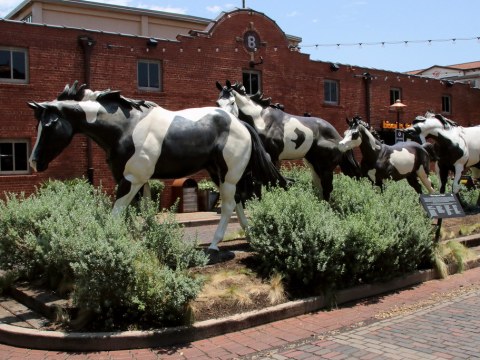 The Legacy of Color - Ft. Worth Stockyards.jpg