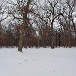 Featured Photo: Winter Weather Special – Snowfall at Schubert’s Woods on Sauk Trail near Steger, Illinois, 2024 II