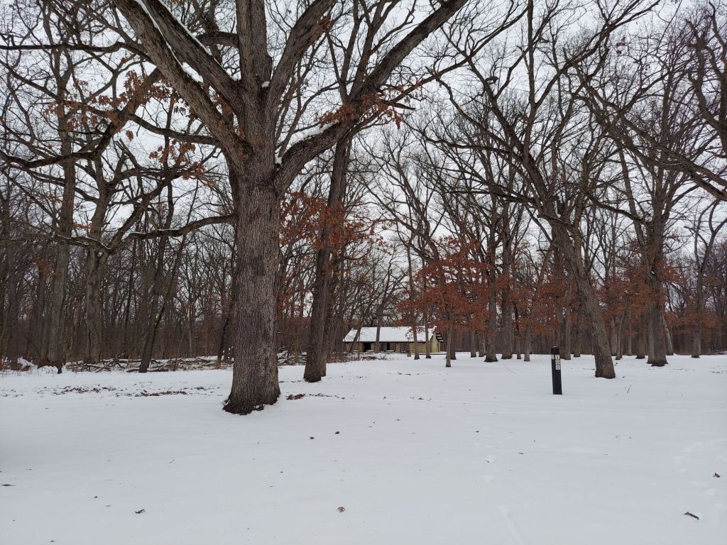 Featured Photo: Winter Weather Special – Snowfall at Schubert’s Woods on Sauk Trail near Steger, Illinois, 2024 IV