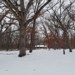Featured Photo: Winter Weather Special – Snowfall at Schubert’s Woods on Sauk Trail near Steger, Illinois, 2024 IV